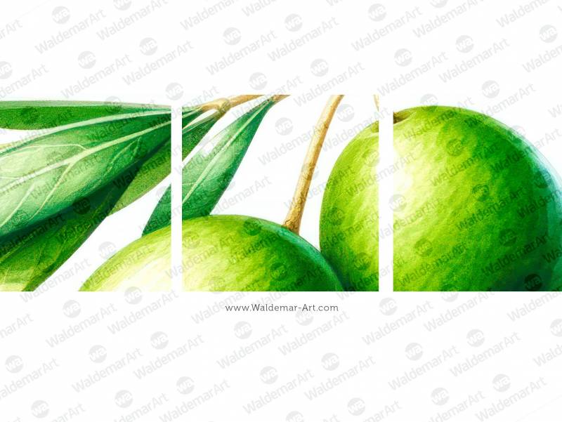 Premium Digital Watercolor illustration with two green olives and leaves